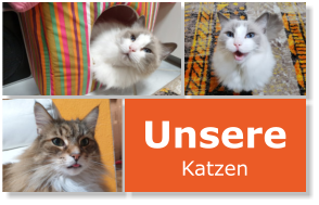 Unsere Katzen